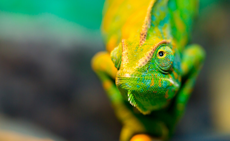 Reptile, cameleon. Shutterstock