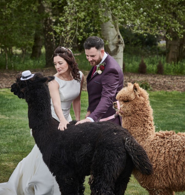O pereche de alpaca a fost în centrul atenției la o nuntă/ Profimedia