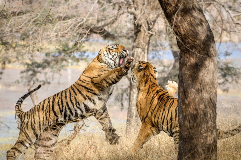 Lupta fascinantă dintre doi trigri, surprinsă de un fotograf în India/ Profimedia