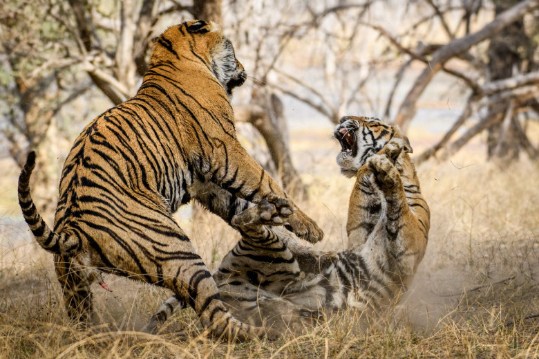 Lupta fascinantă dintre doi trigri, surprinsă de un fotograf în India/ Profimedia