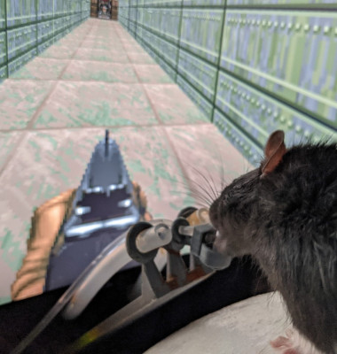 Un bărbat a învățat trei șobolani să joace jocuri video cu ajutorul realității virtuale/ Profimedia