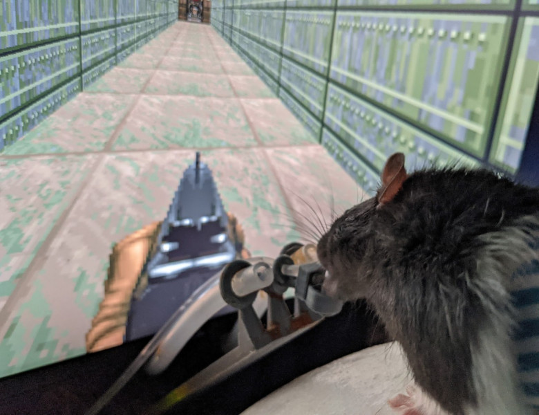 Un bărbat a învățat trei șobolani să joace jocuri video cu ajutorul realității virtuale/ Profimedia