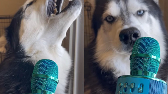 Momentul în care un câine Husky e surprins în timp ce cânta. Imaginile sunt virale: „E chiar mai bun decât Trevis Scott”