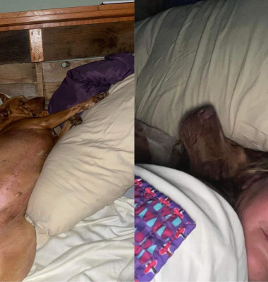 O femeie s-a trezit cu un câine străin în patul său/ Facebook