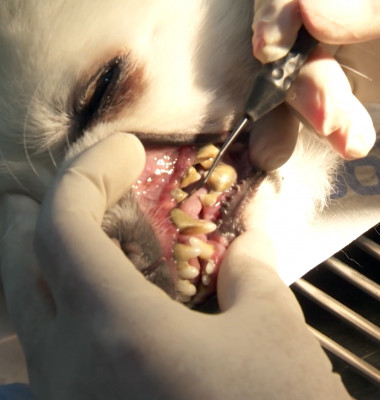 digi-animal-club-stomatolog-veterinar 4
