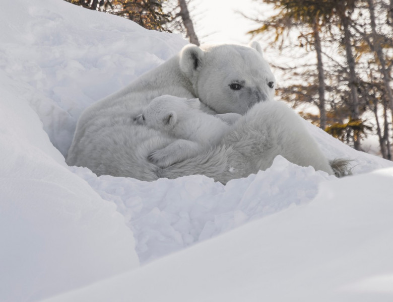 Imagini incredibile cu un urs polar ținându-și în brațe puii/ Profimedia