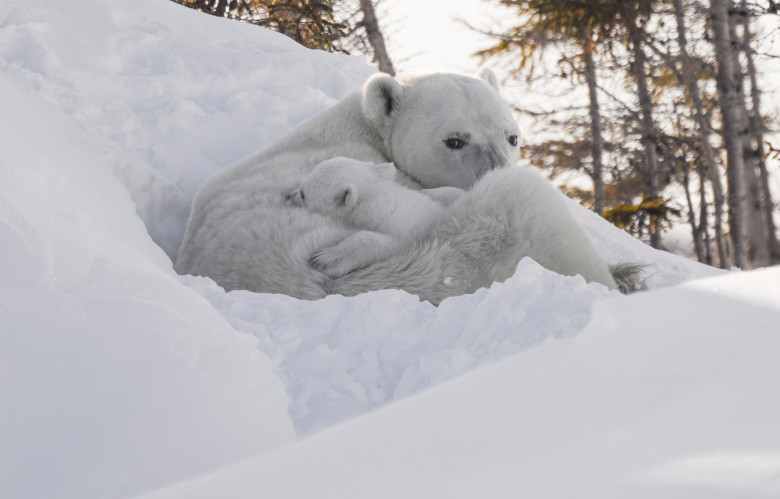 Imagini incredibile cu un urs polar ținându-și în brațe puii/ Profimedia