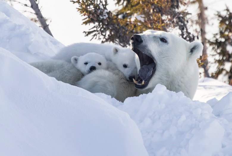 Imagini incredibile cu un urs polar ținându-și în brațe puii/ Profimedia
