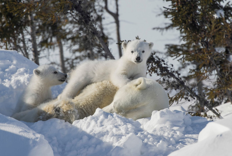 Imagini incredibile cu un urs polar ținându-și în brațe puii/ Profimedia