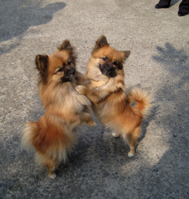 Doi câini pot fi gemeni identici genetic/ Profimedia