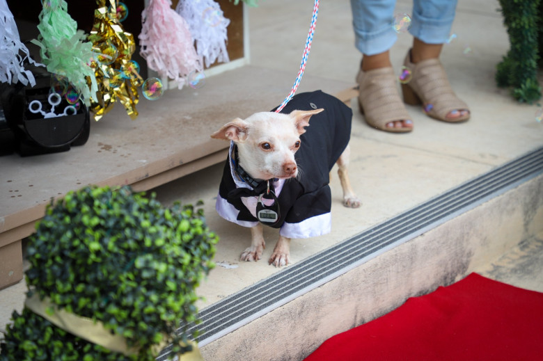 Peanut și Chestnut/ San Antonio Humane Society SWNS