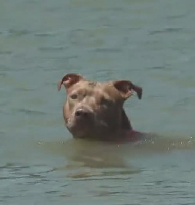 Un câine a înotat opt kilometri după ce a căzut din barca stăpânului său/ Captura video