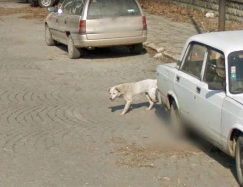 Câine surprins pe Google Maps/ Reddit