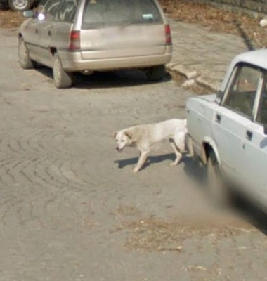 Câine surprins pe Google Maps/ Reddit