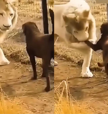 Gestul făcut de un leu atunci când întâlnește un câine/ Tik Tok