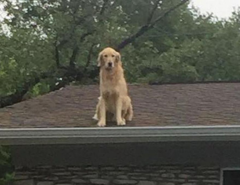 Câine pe acoperiș/ Reddit
