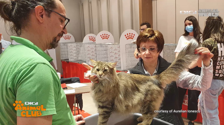 Sâmbătă, la ora 13.00, la Digi Animal Club, vă prezentăm o pisică Grand International Champion, o norvegiană de pădure! (2)