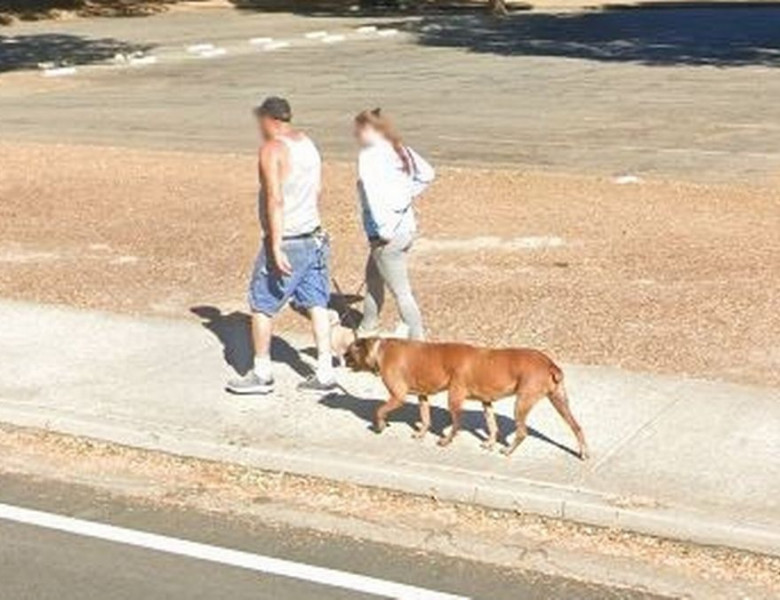 Caine cu șase picioare pe Street View/ Google Maps