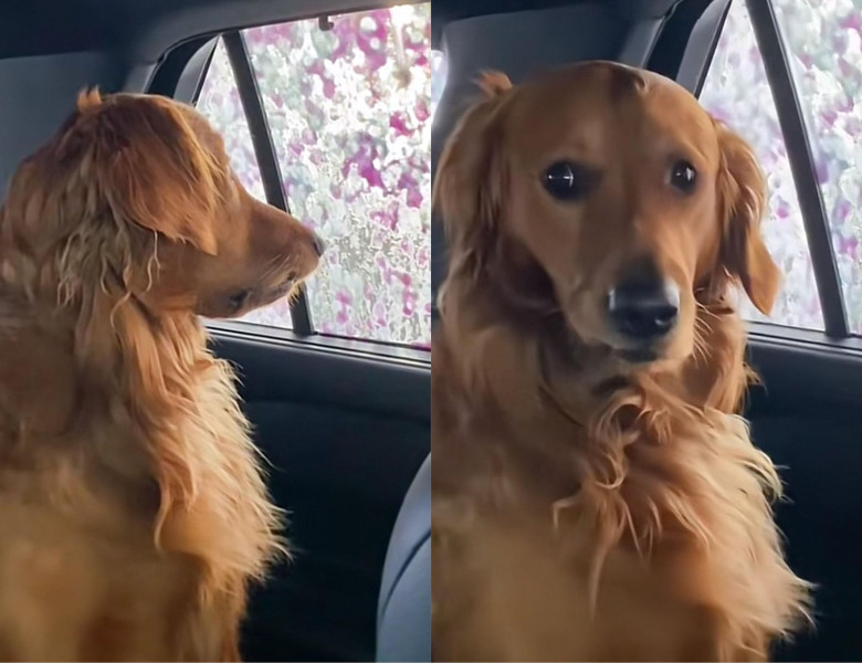 Reacția unui câine când stăpânii lui spală mașina/ Foto: Tik Tok