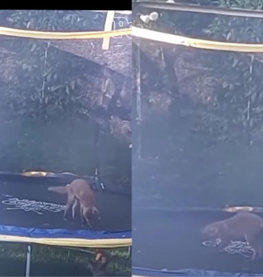 Reacția unei vulpi care descoperă pentru prima data o trambulină/ Instagram