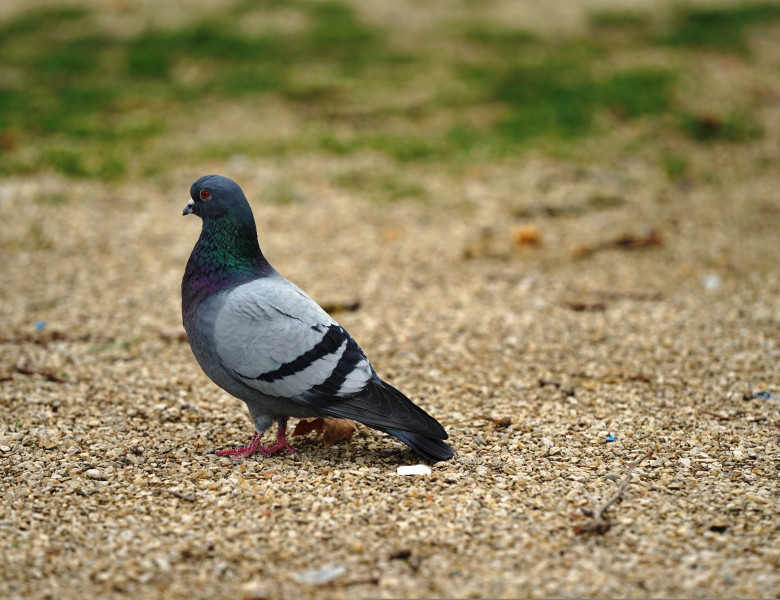Pigeon,Is,A,Bird,That,Lives,In,Close,Proximity,To