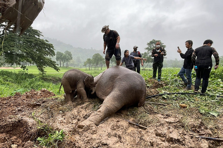 Salvarea dramatică a unui pui de elefant din Thailanda/ Profimedia