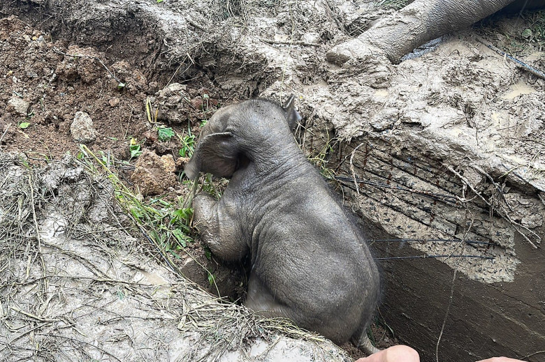 Salvarea dramatică a unui pui de elefant din Thailanda/ Profimedia