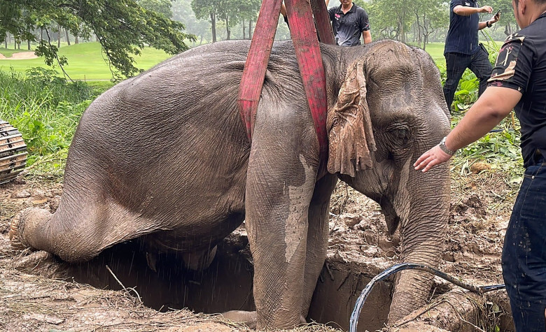 Salvarea dramatică a unui pui de elefant din Thailanda/ Profimedia