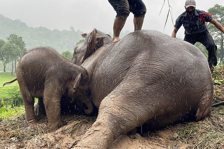 Salvarea dramatică a unui pui de elefant din Thailanda/ Profimedia