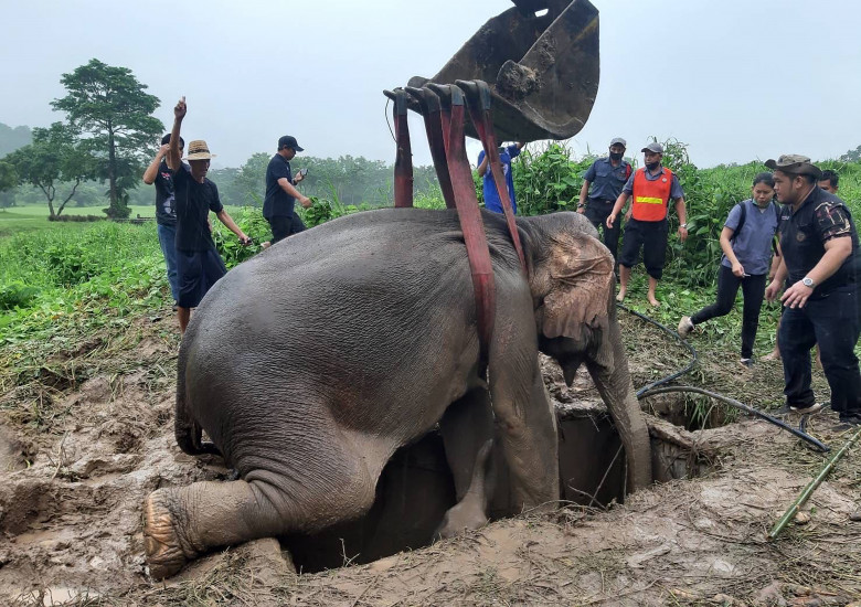 Salvarea dramatică a unui pui de elefant din Thailanda/ Profimedia