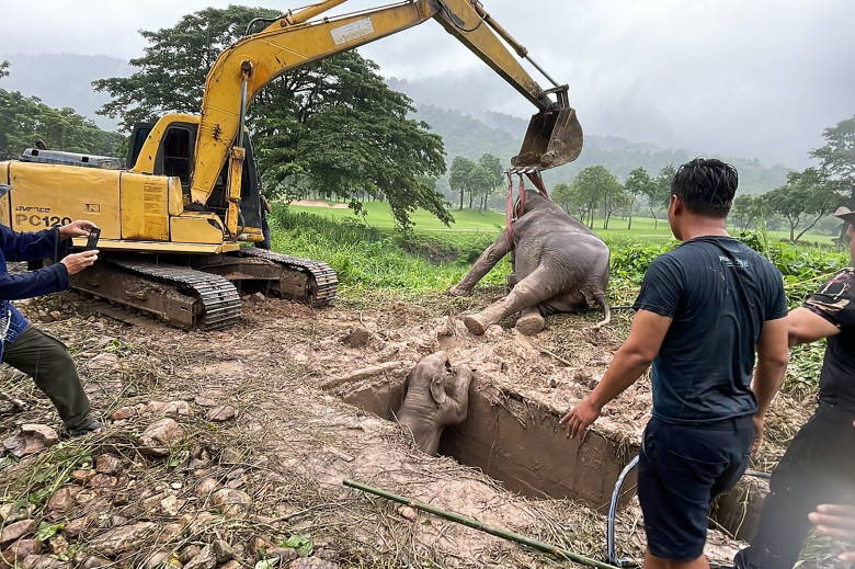 Salvarea dramatică a unui pui de elefant din Thailanda/ Profimedia