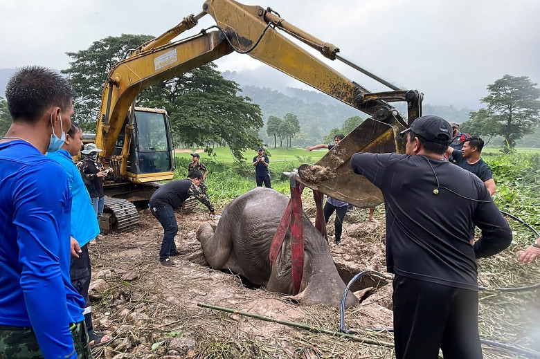 Salvarea dramatică a unui pui de elefant din Thailanda/ Profimedia