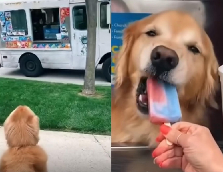Reacția unui câine când vede mașina de înghețată/ Instagram