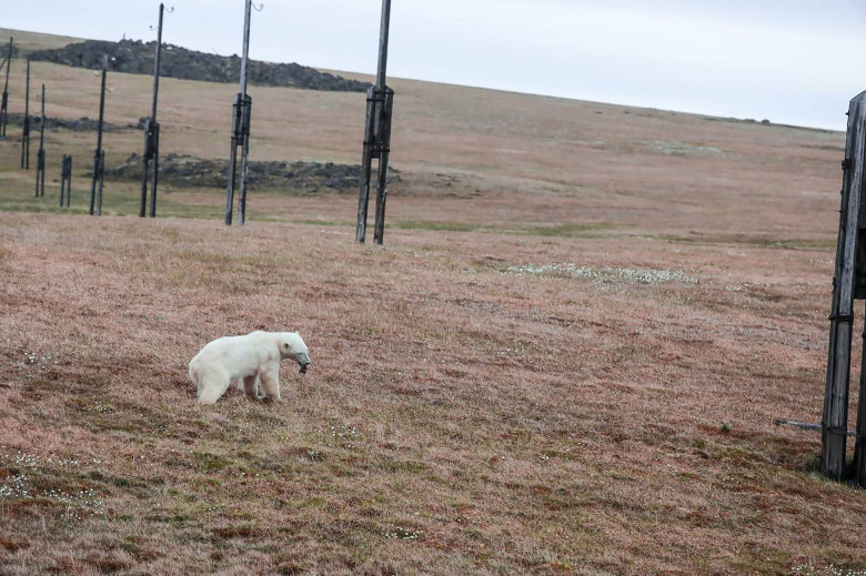 Polar bear rescue