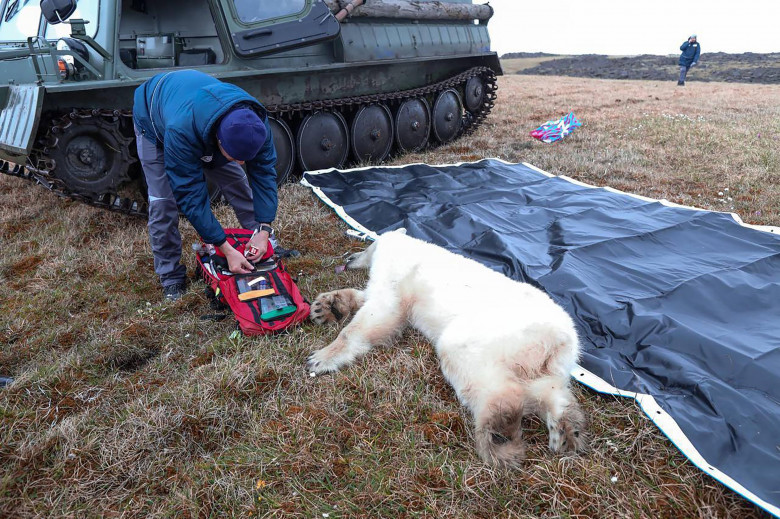 Polar bear rescue