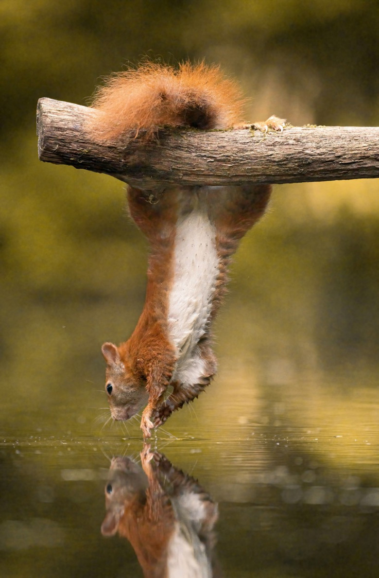 Veveriță acrobată/ Profimedia