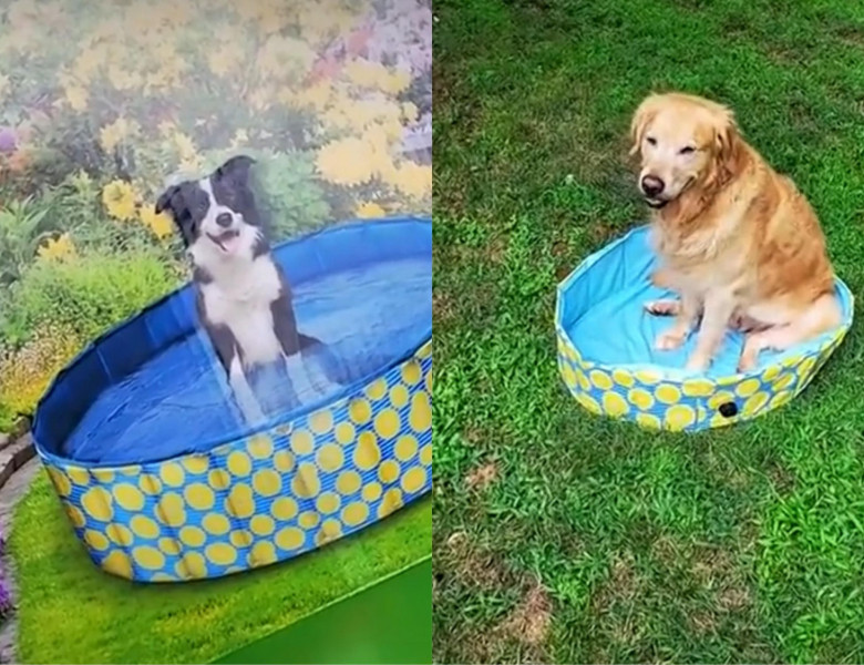 Câine în piscină/ Instagram