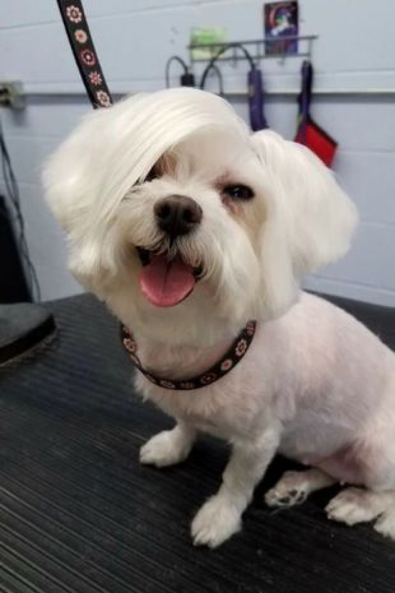 Tunsoarea inedită a unui câine a devenit virală/ Reddit