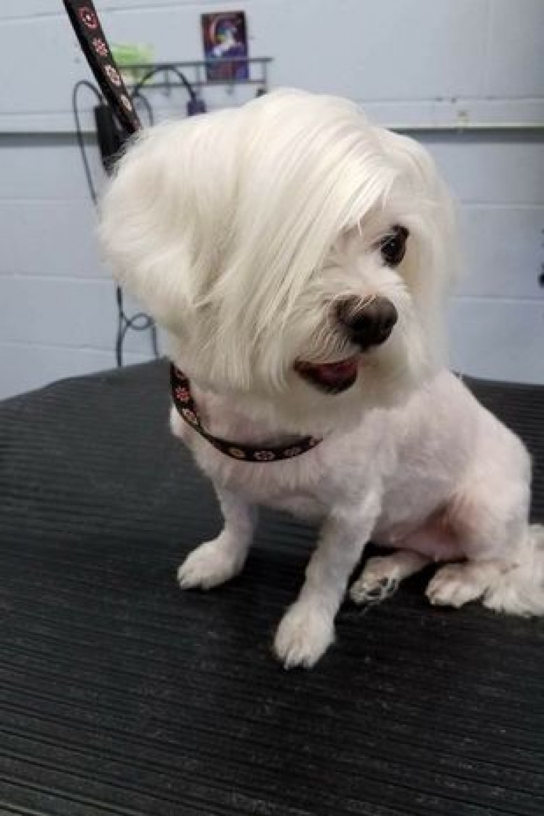 Tunsoarea inedită a unui câine a devenit virală/ Reddit