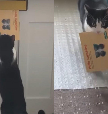 Modul inedit în care această pisică își ajută stăpânii/ Instagram