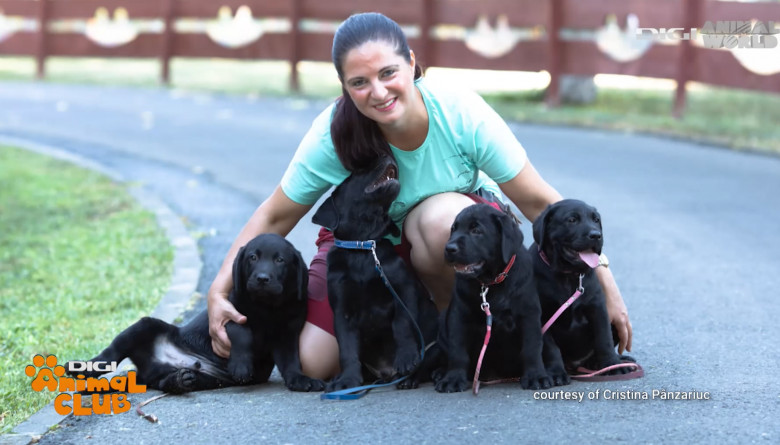 Sâmbătă, la Digi Animal Club, afli de la Cristina Pânzariuc de ce labdradorii sunt foarte buni câini de căutare, câini de terapie ori câini ghid