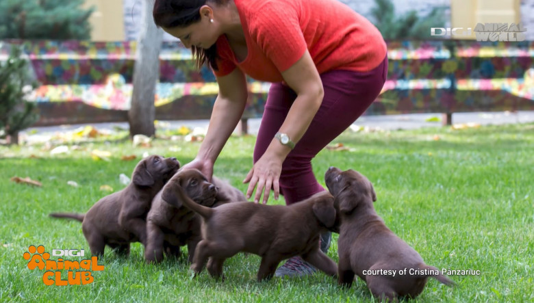 Sâmbătă, la Digi Animal Club, afli de la Cristina Pânzariuc de ce labdradorii sunt foarte buni câini de căutare, câini de terapie ori câini ghid
