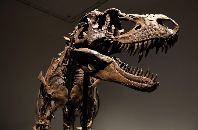 New York, United States. 08th July, 2022. A dinosaur fossil of a Gorgosaurus Skeleton that will be auctioned on July 28 2022, at an estimated price of eight million dollars, is displayed at Sotheby's Auction house in New York City on July 8, 2022. Photo b