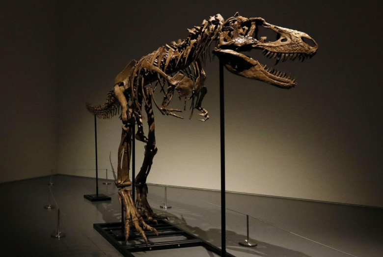 New York, United States. 08th July, 2022. A dinosaur fossil of a Gorgosaurus Skeleton that will be auctioned on July 28 2022, at an estimated price of eight million dollars, is displayed at Sotheby's Auction house in New York City on July 8, 2022. Photo b