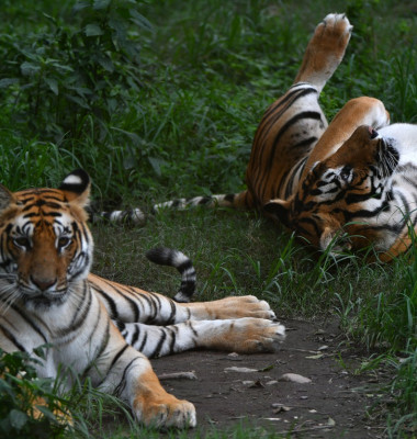 tigri nepalezi