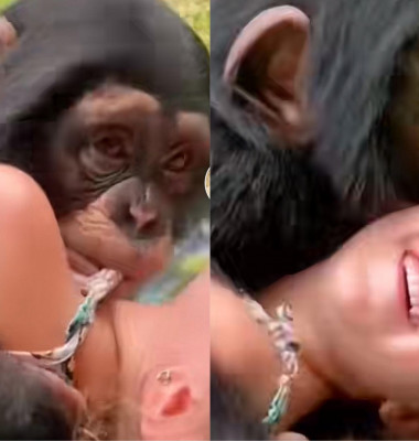 Această maimuță a uimit întreg internetul cu iubirea ei/ Tik Tok