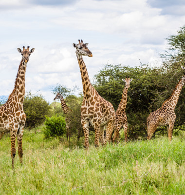 Pack,Of,Giraffes,In,The,Wild