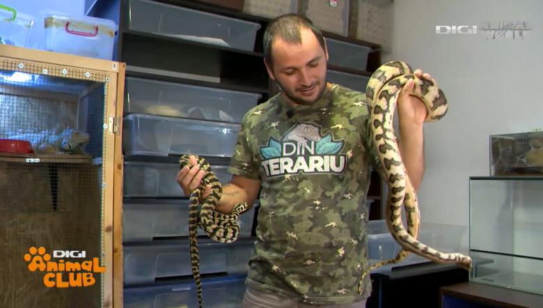 Sâmbătă, la Digi Animal Club, stăm de vorbă cu Alex Fota, pasionat de șerpi de 15 ani: ”Am făcut inventarul, am 105 exemplare!”!”