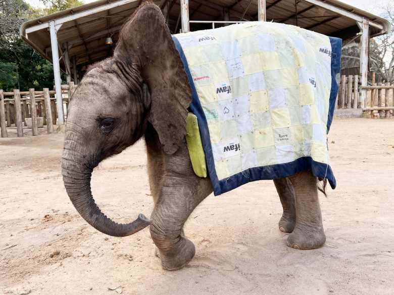 Un elefant rămas orfan a făcut primii pași după ce a fost operat