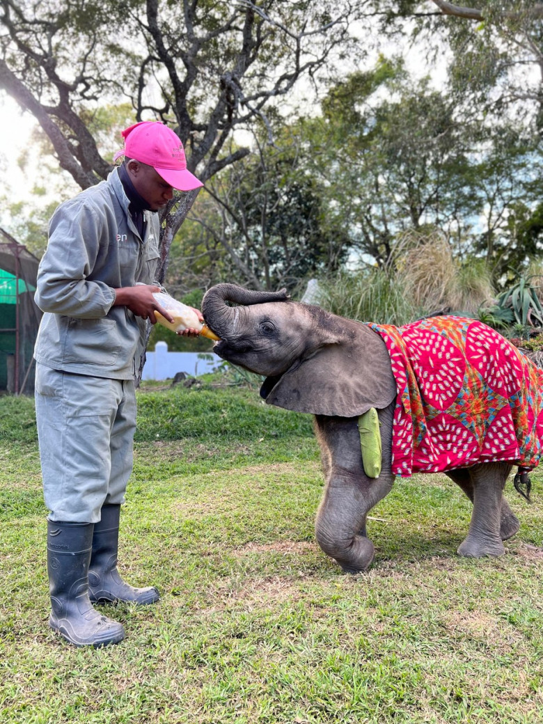 Un elefant rămas orfan a făcut primii pași după ce a fost operat